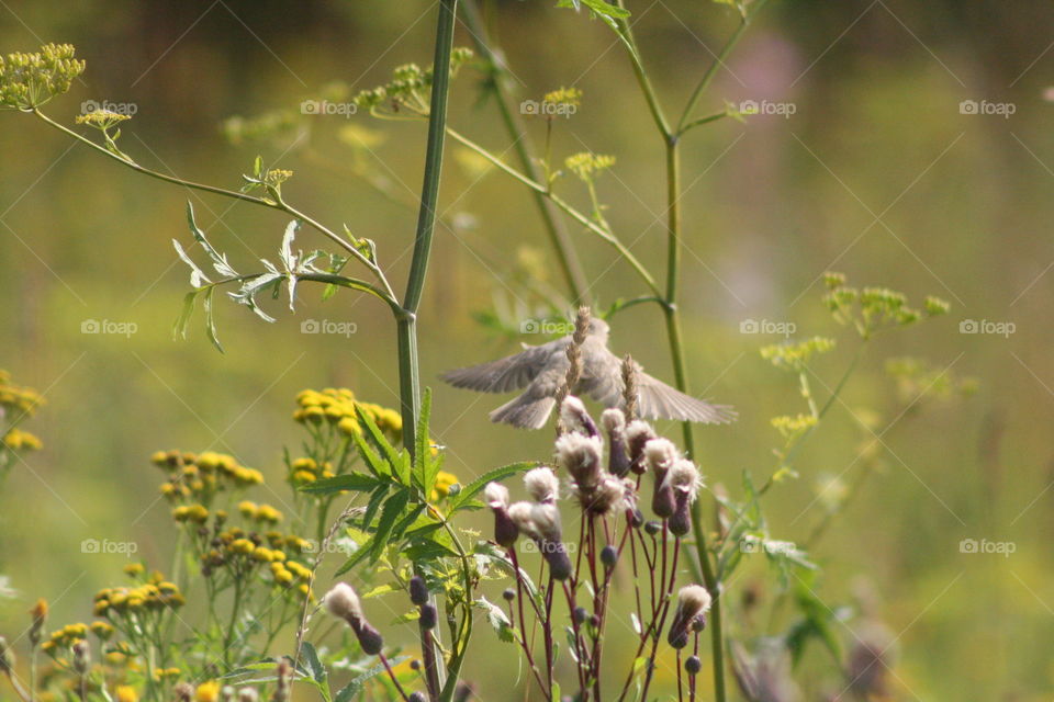 Bird in the grass