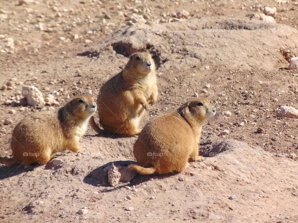 Prairie dog friends. 