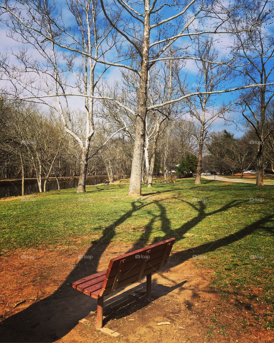 Tree, No Person, Landscape, Grass, Park