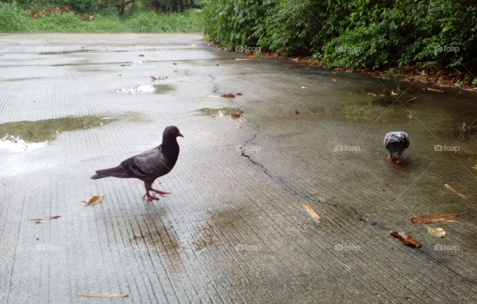 2 Pigeons on the Street