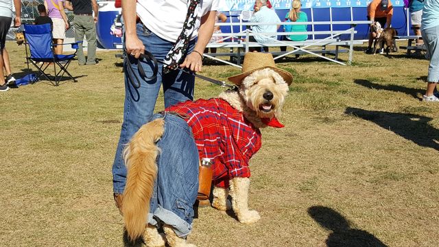 a golden doodle dressed as a cowboy with blue jeans, red plaid shirt & cowboy hat.