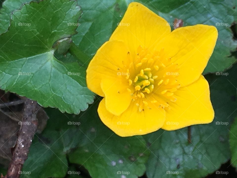 Yellow flower