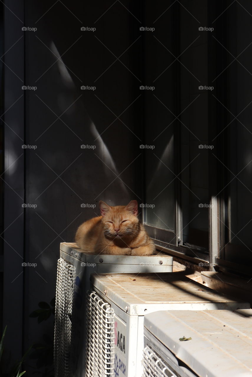An orange cat lying down and a shade 