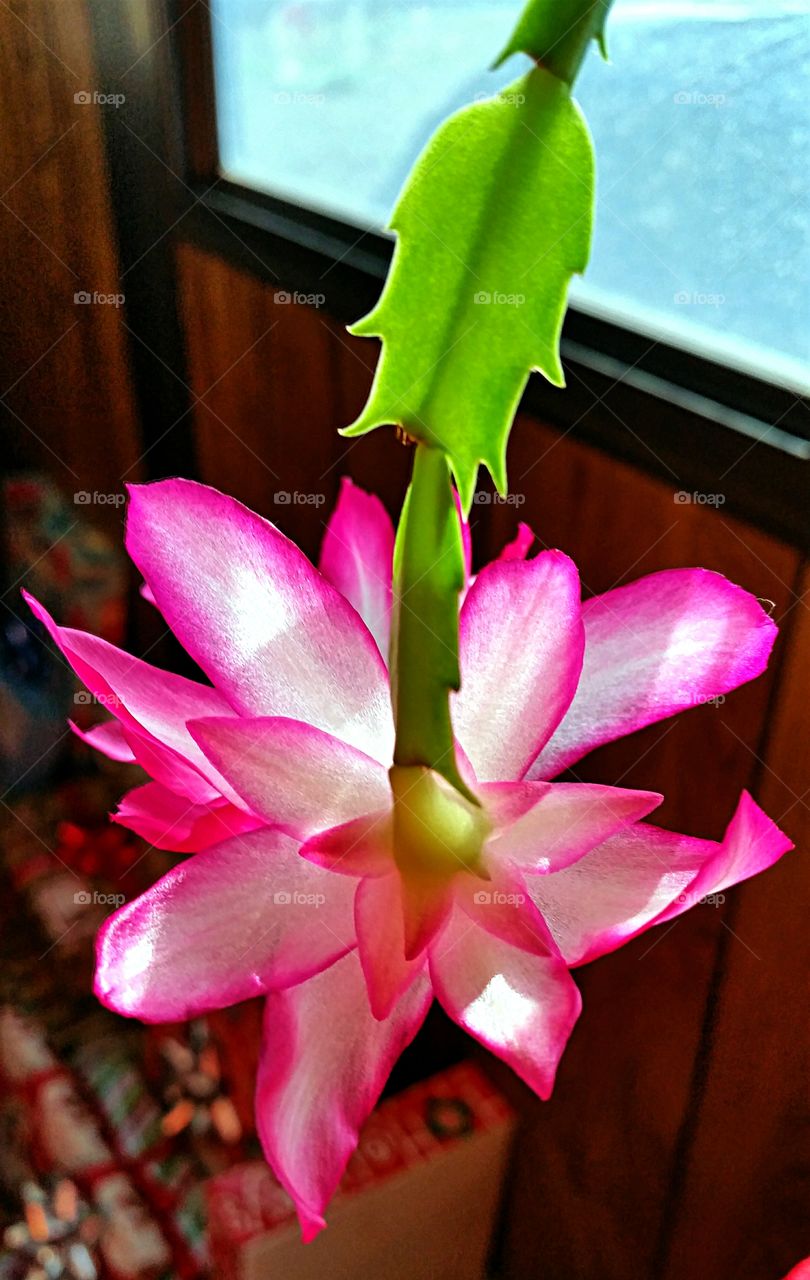 Christmas Cactus in bloom!