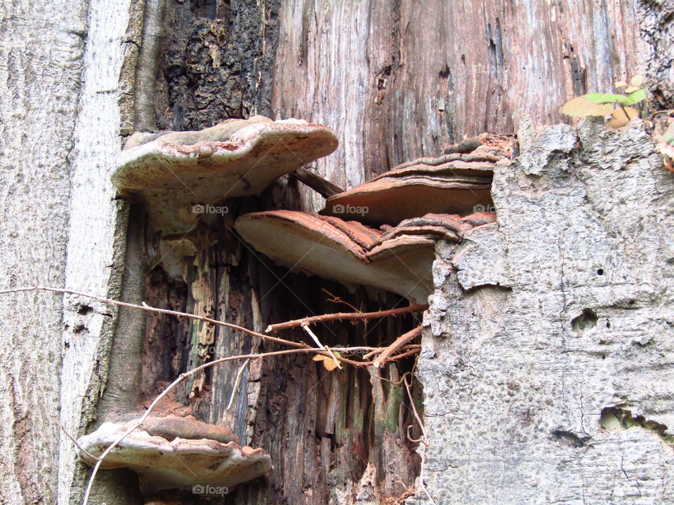 Tree Fungus