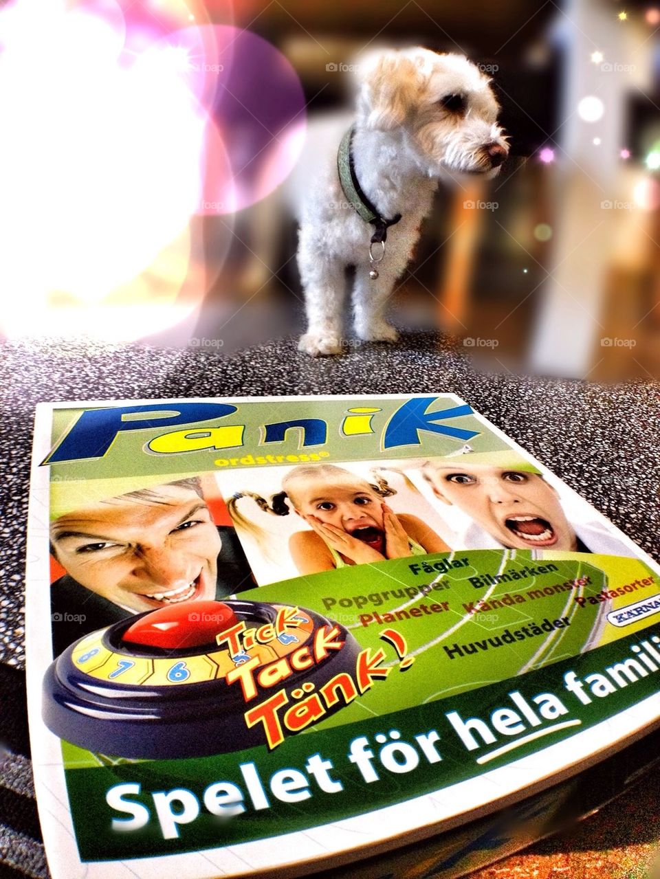 Dog, Drag Race, Food, Fun, Competition