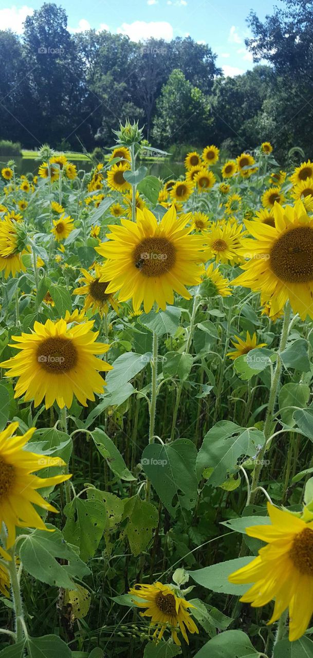 happy sunflowers