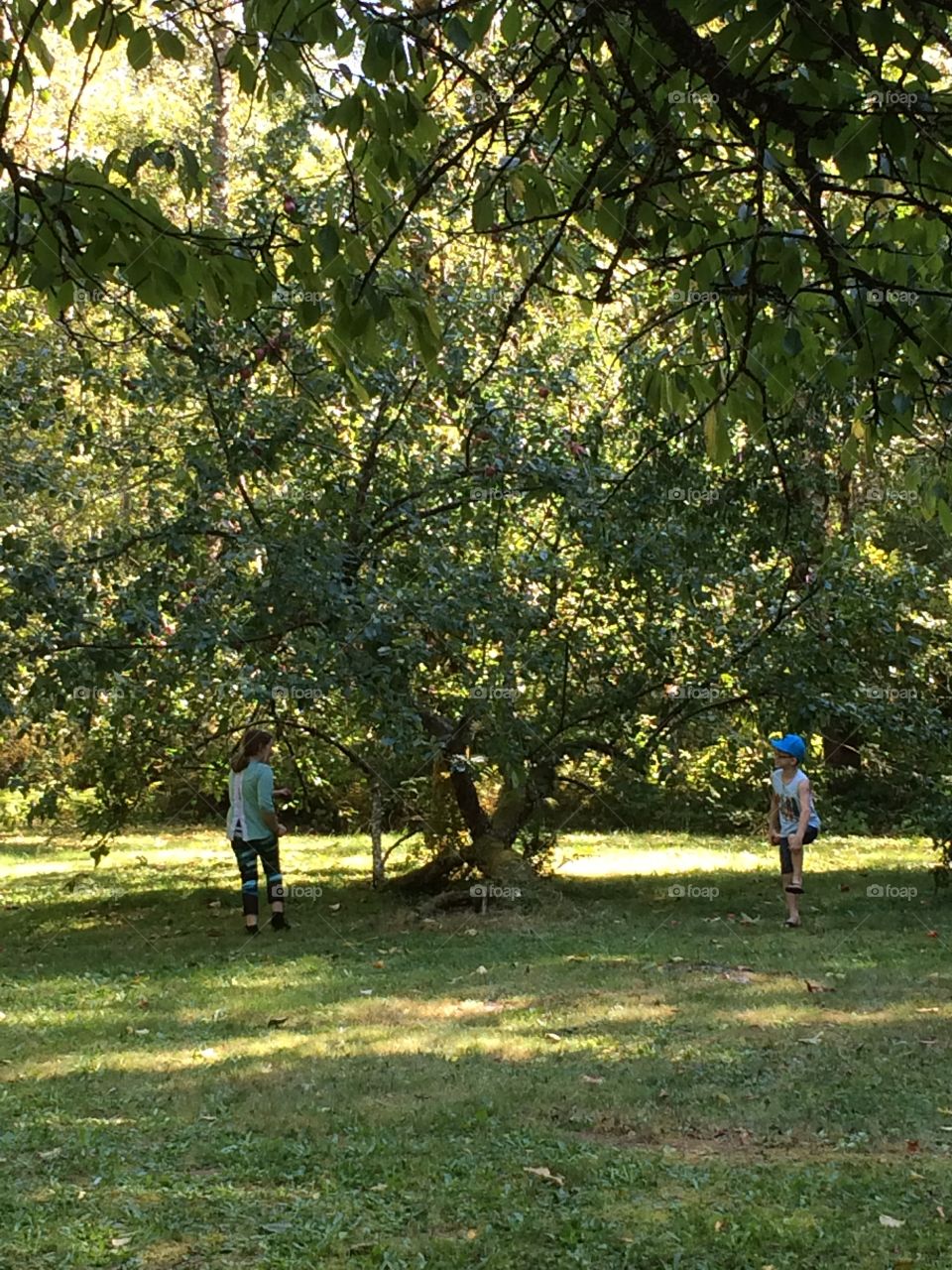 Summer fun under the apple tree