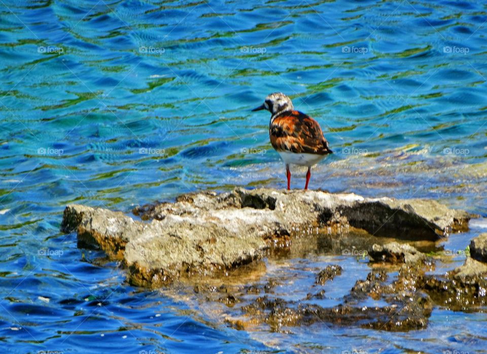 Ruddy Turnstone Water Bird
