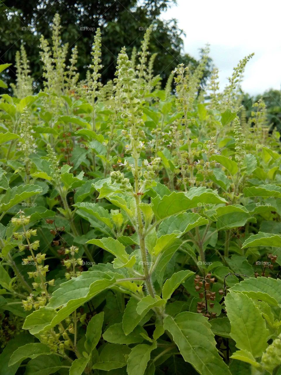 TULSI.