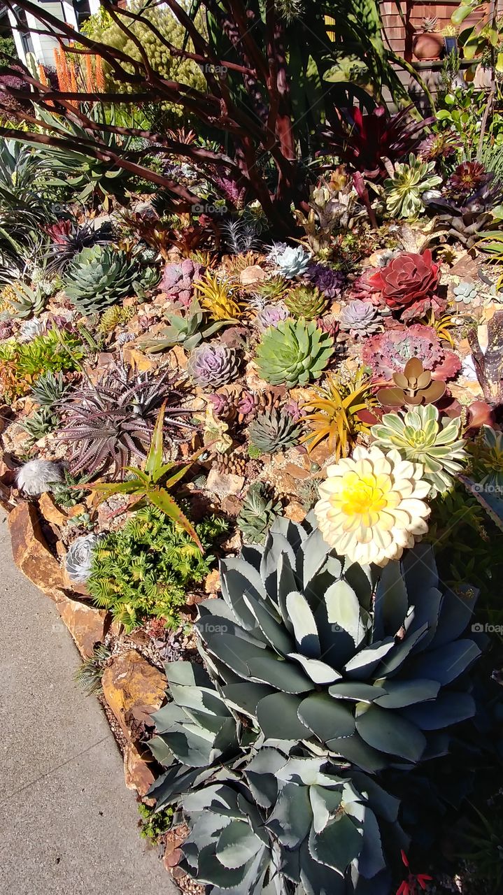 Front yard full of succulent plants