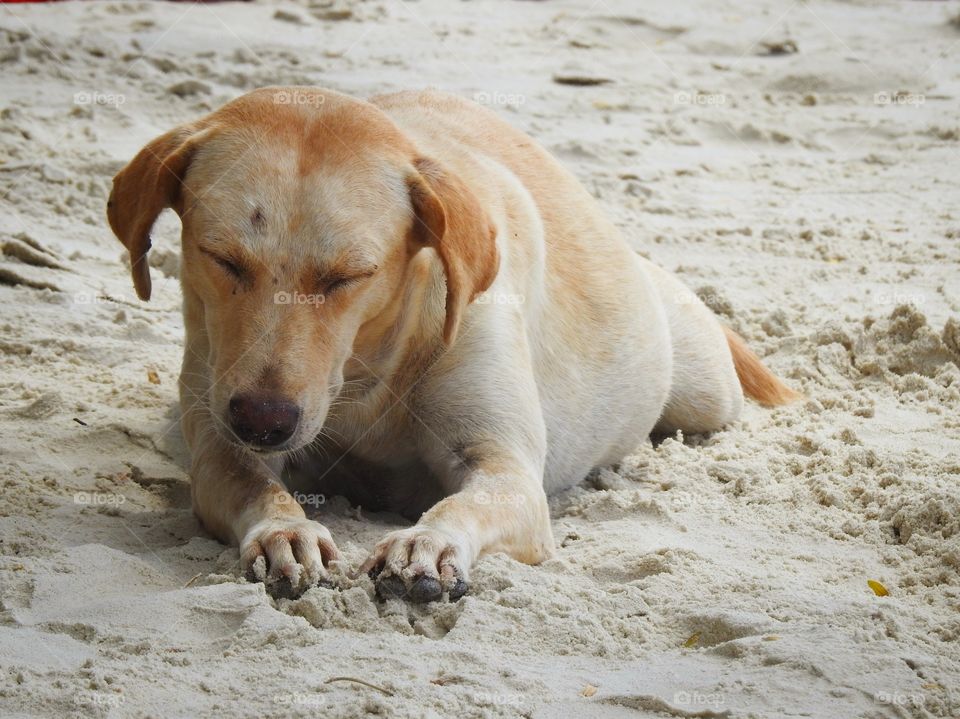 Lazy dog on the beach 