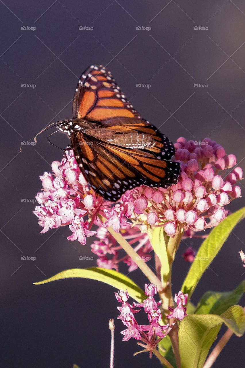 A monarch butterfly feasting on the sweet nectar from the blooms of a swamp milkweed at Yates Mill County Park in Raleigh North Carolina. 