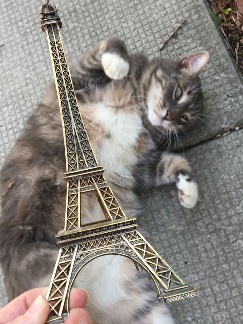 Cat & a Touch of Paris 