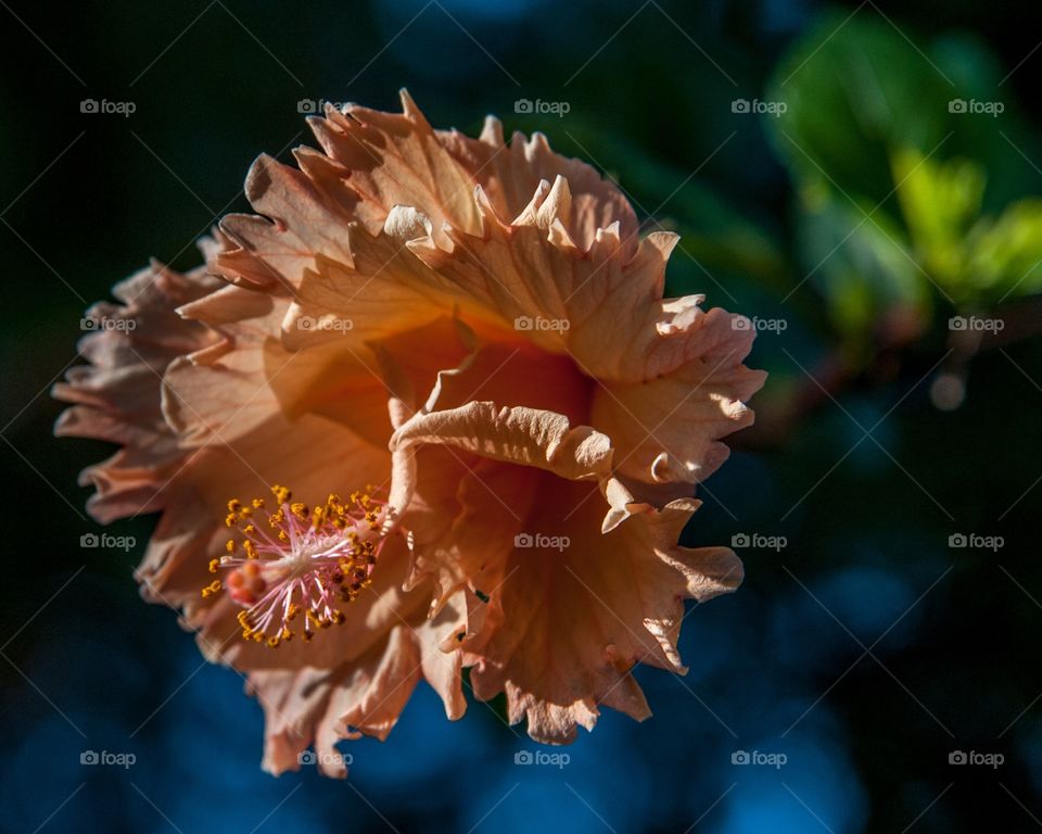 Hibiscus 
