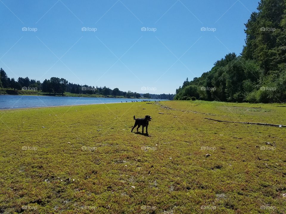 river dog