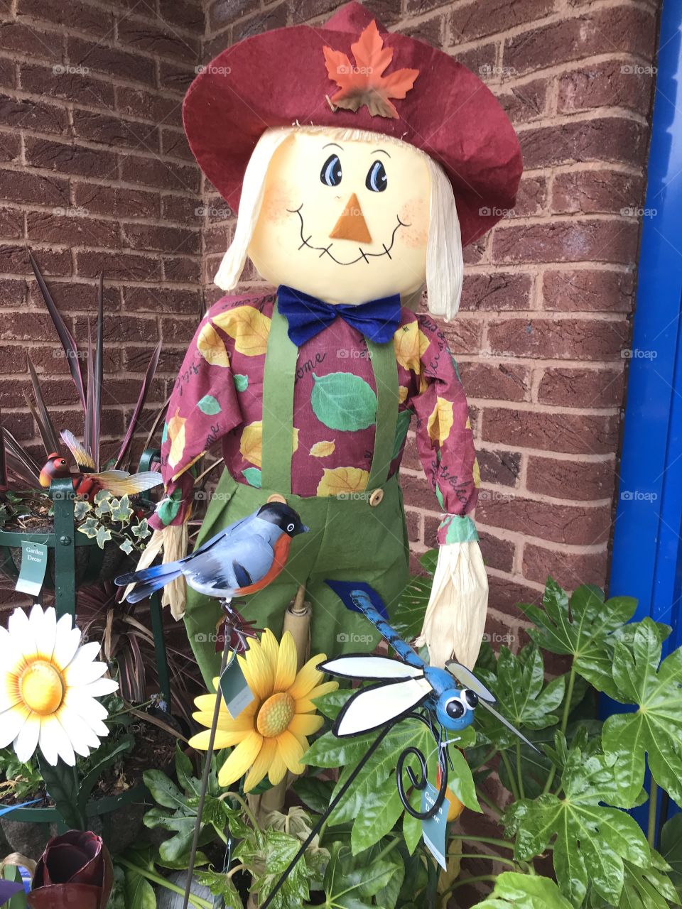 This scarecrow might be a tad smart in terms of his attire, but l find him rather endearing.