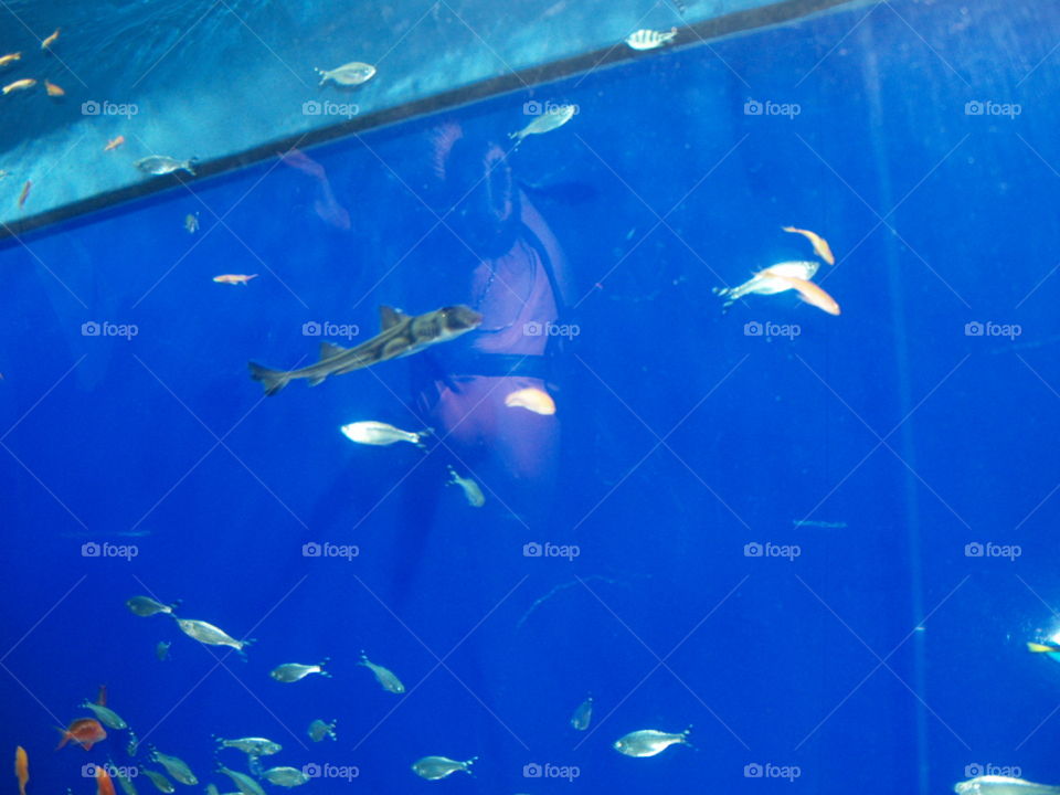 Fishes in Osaka aquarium