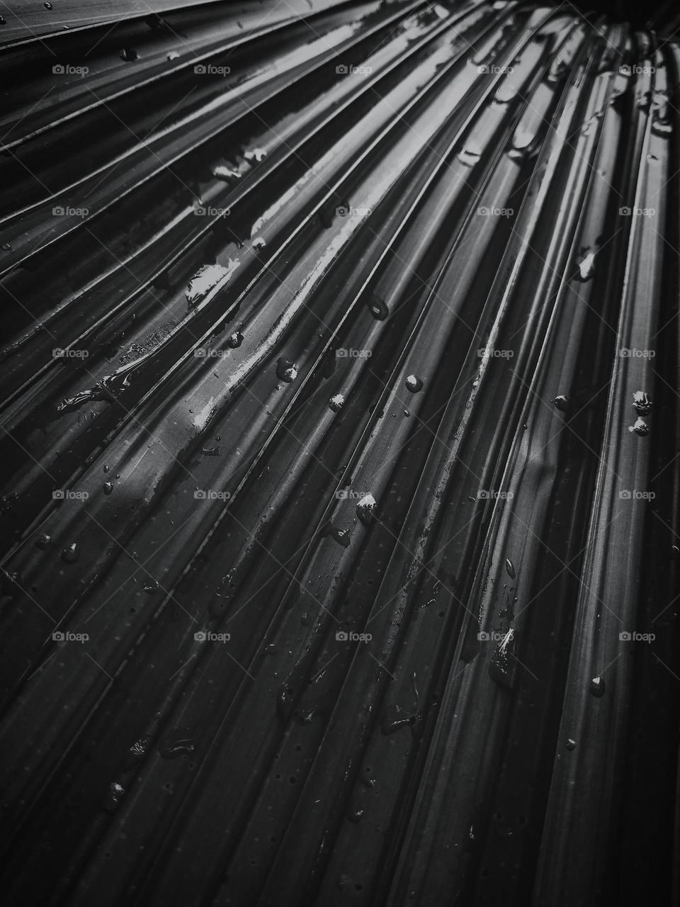 This is a capture of a palmyra tree leaf with rain drops and it is coloured with black colour paint. palmyra tree is a tropical tree and it is a tree with no top root.This is a closer capture of a palmyra leaf.