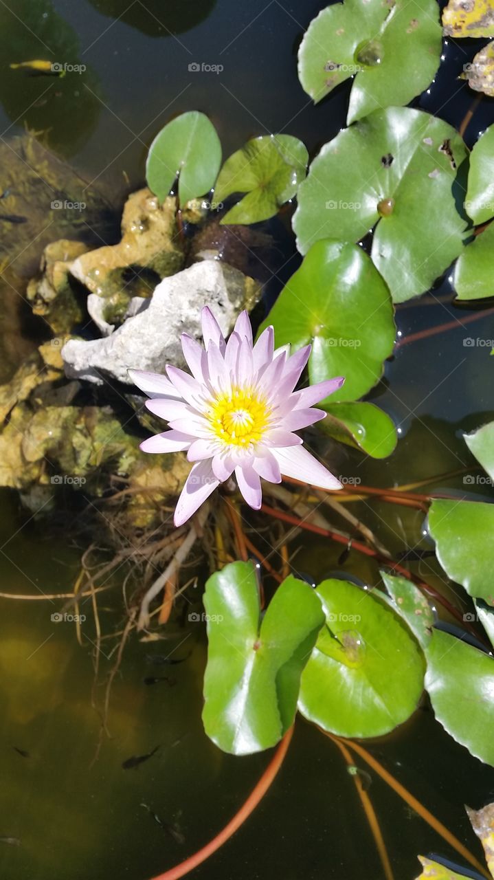 Once again in Ubonratchatani, City of lotus in Thailand. Beautiful color with light pink and green leaves.
