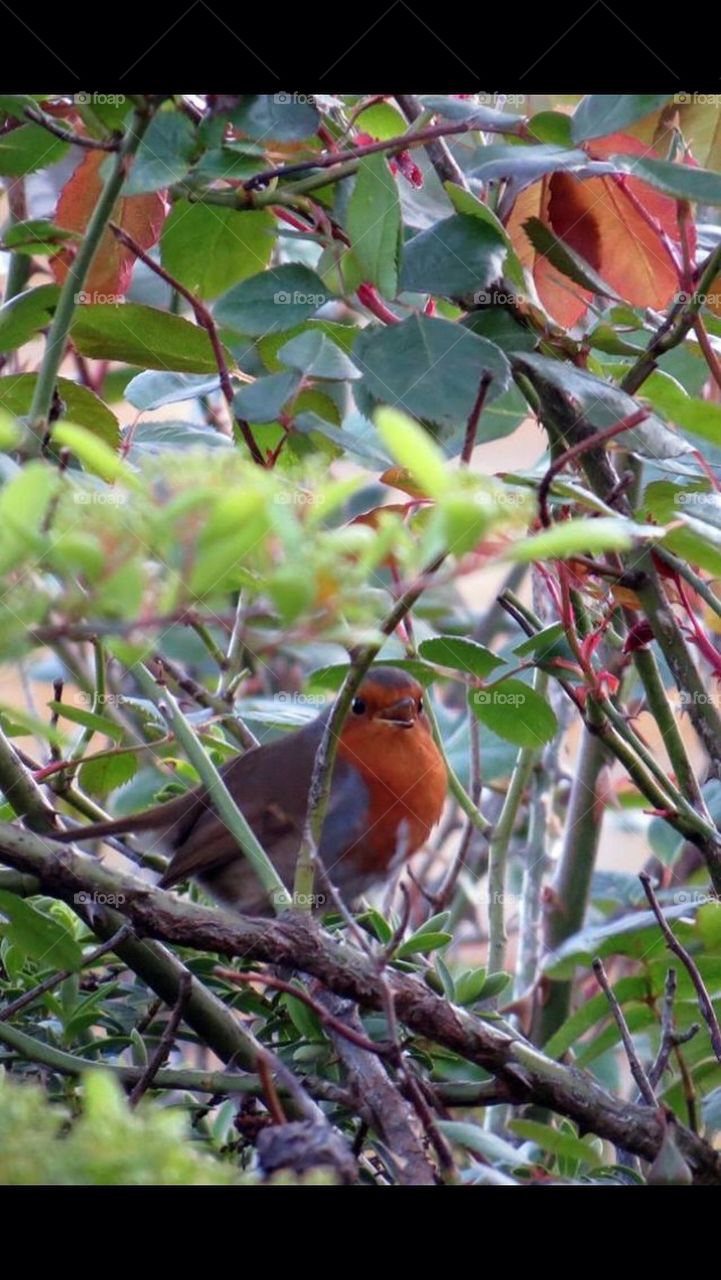 Robin