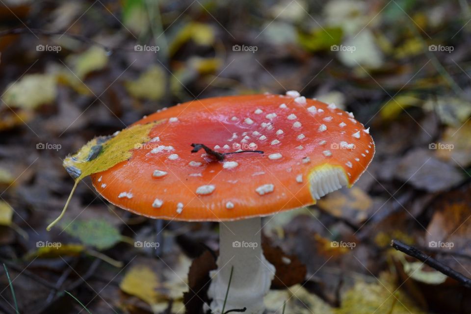 mushroom