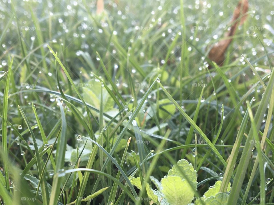 Morning dew on grass