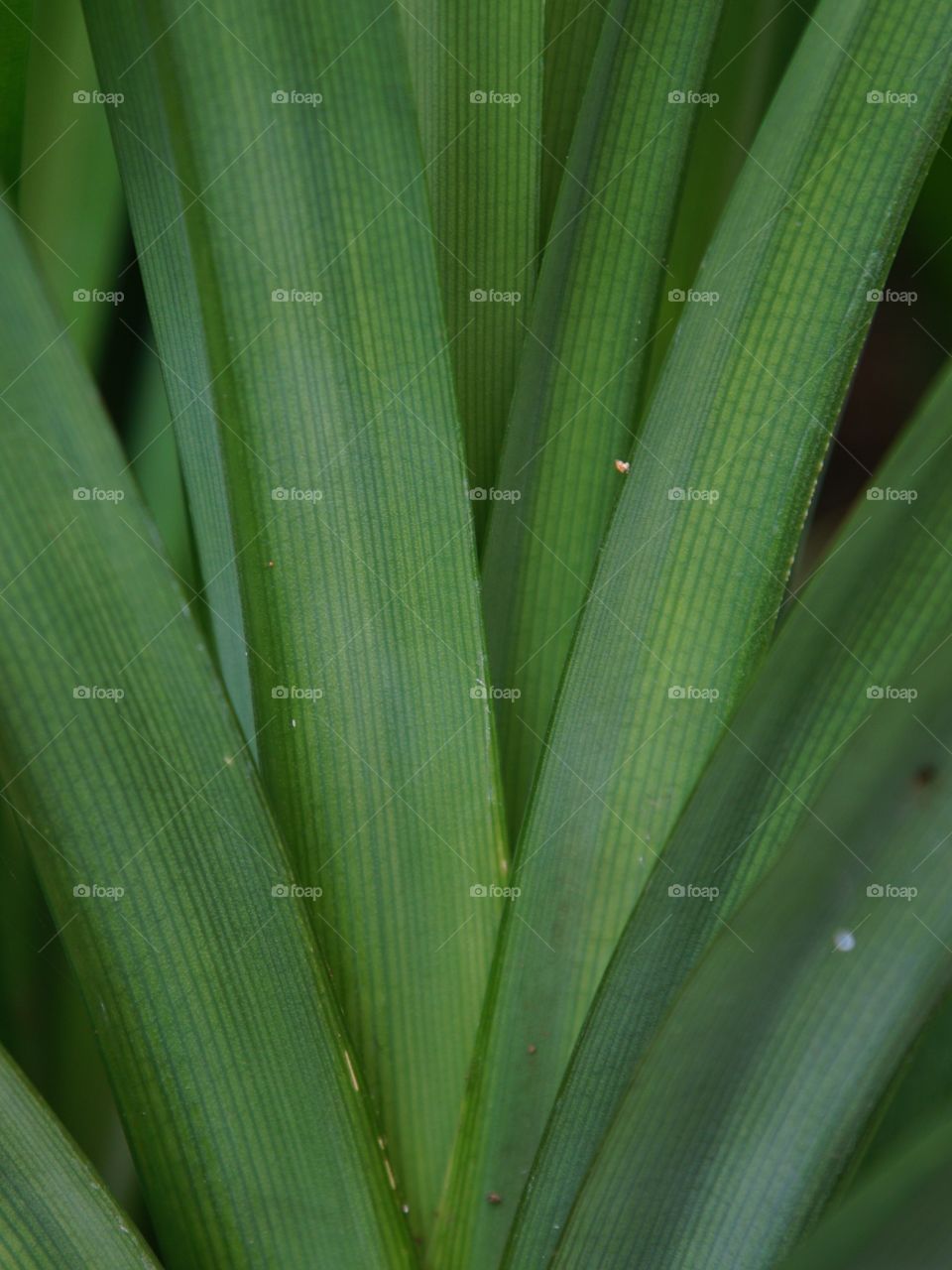 Pandanus amaryllifolius aka Pandan leaf