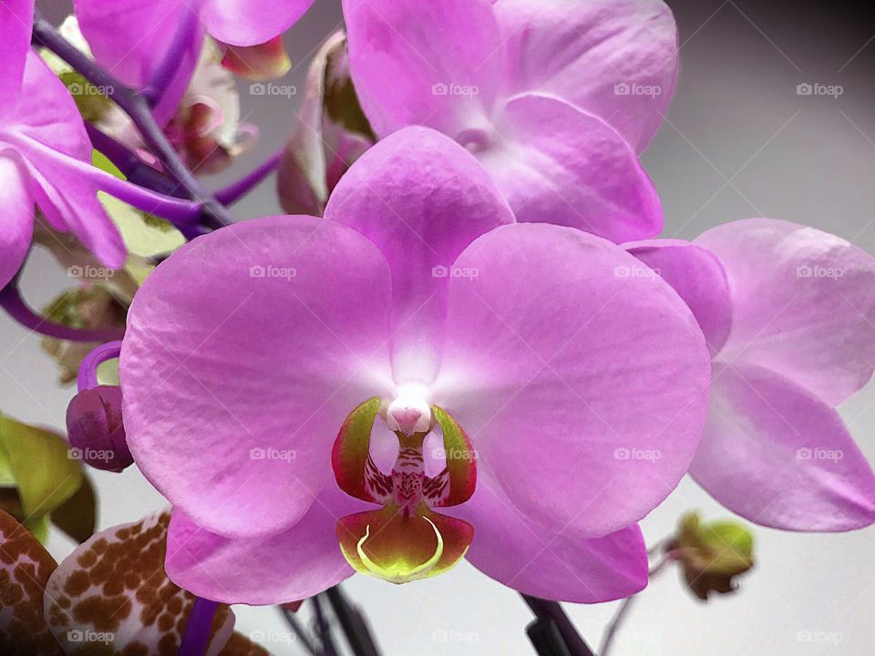 Gardening-Beautiful exotic pink Orchid.