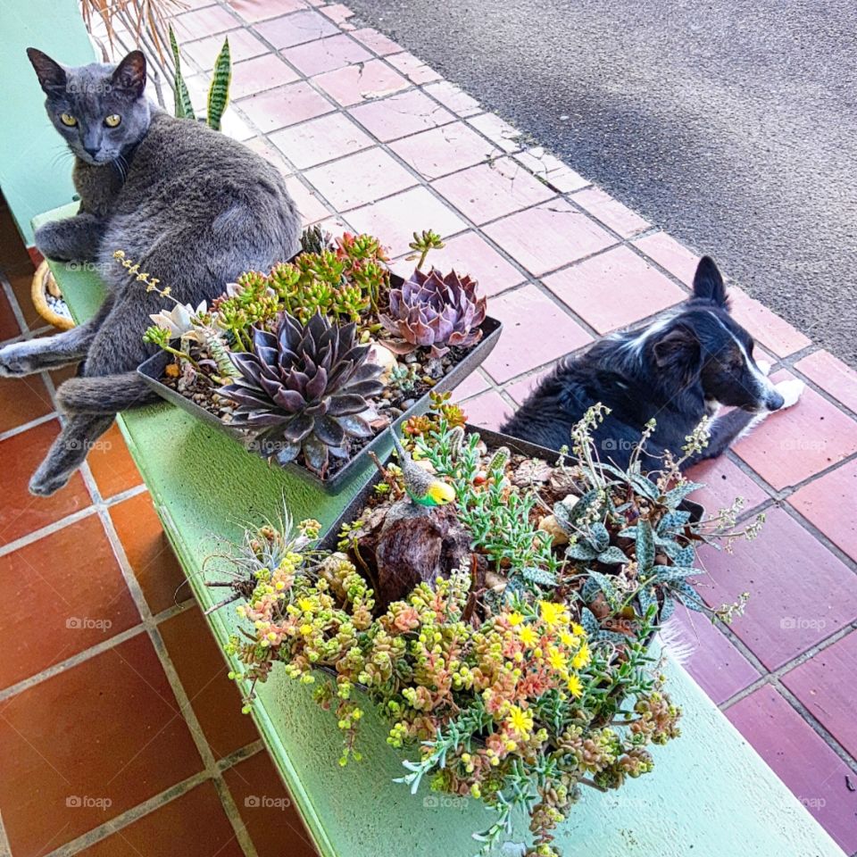 cat, dog and plants