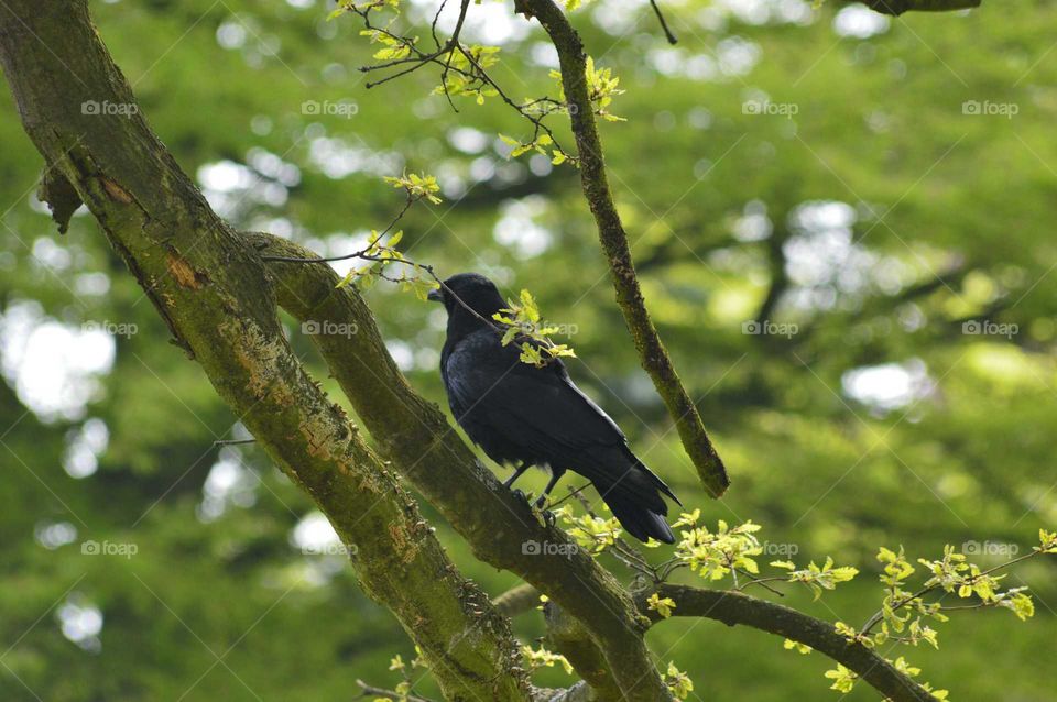 black crow on branch