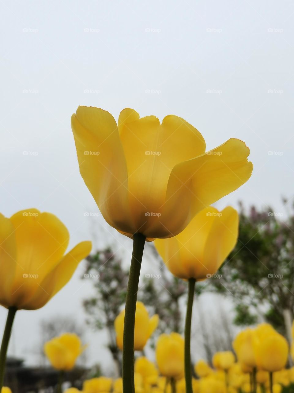 tulips