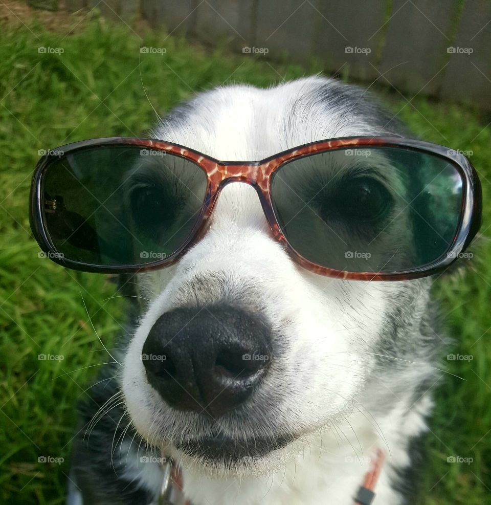 Cool dog Rosie in her sunglasses
