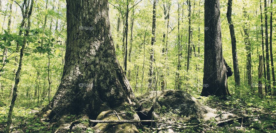 Old tree growing in rocks.