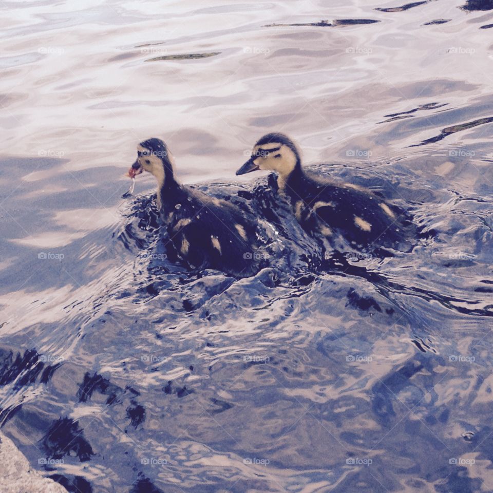 Duck Pond Ducklings. Ducklings of Boston