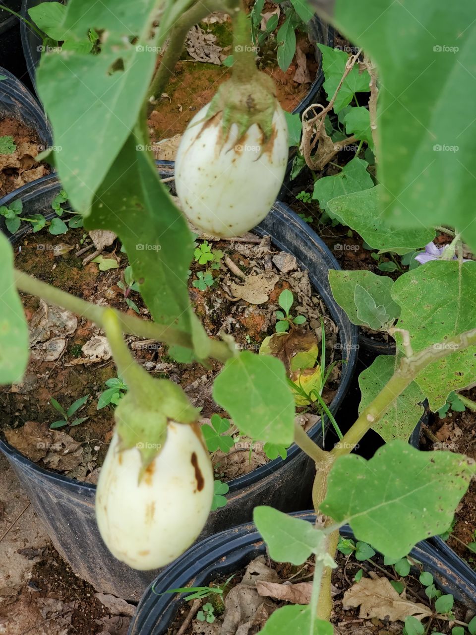 eggplants