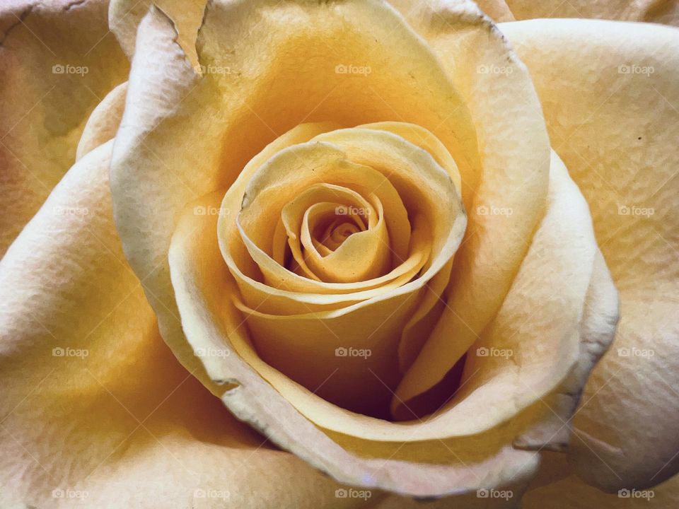 Yellow rose flower head