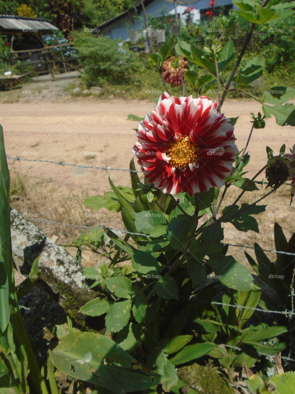 LEAVES, FLOWERS, ENVIRONMENT, PLANT, GARTEN.