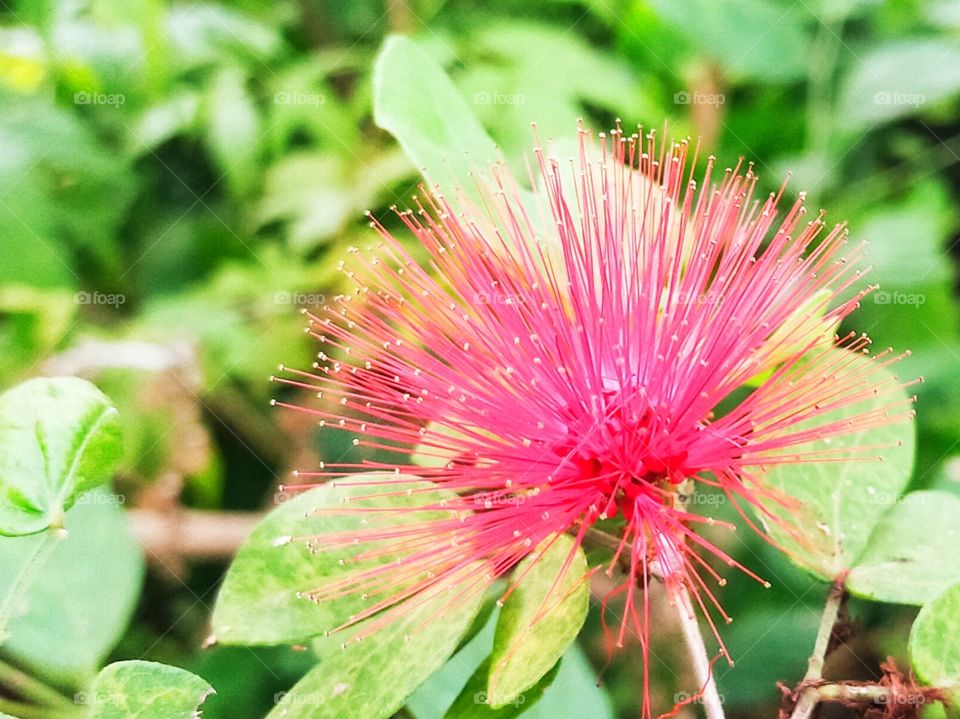 Powder Puff is seems to be unique appearance of having beautiful petals