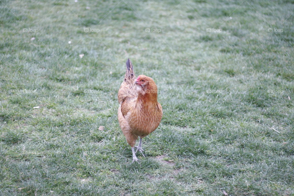 lovely red blond chicken