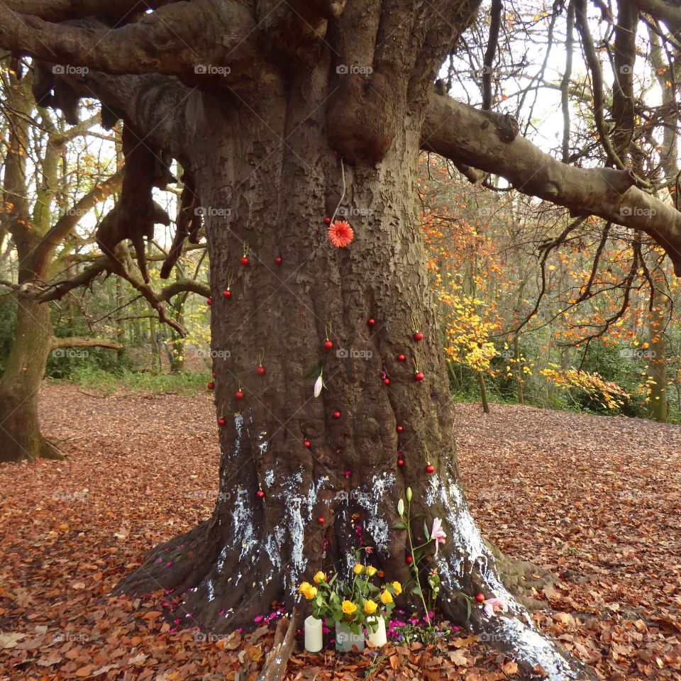 Christmas tree in the wild