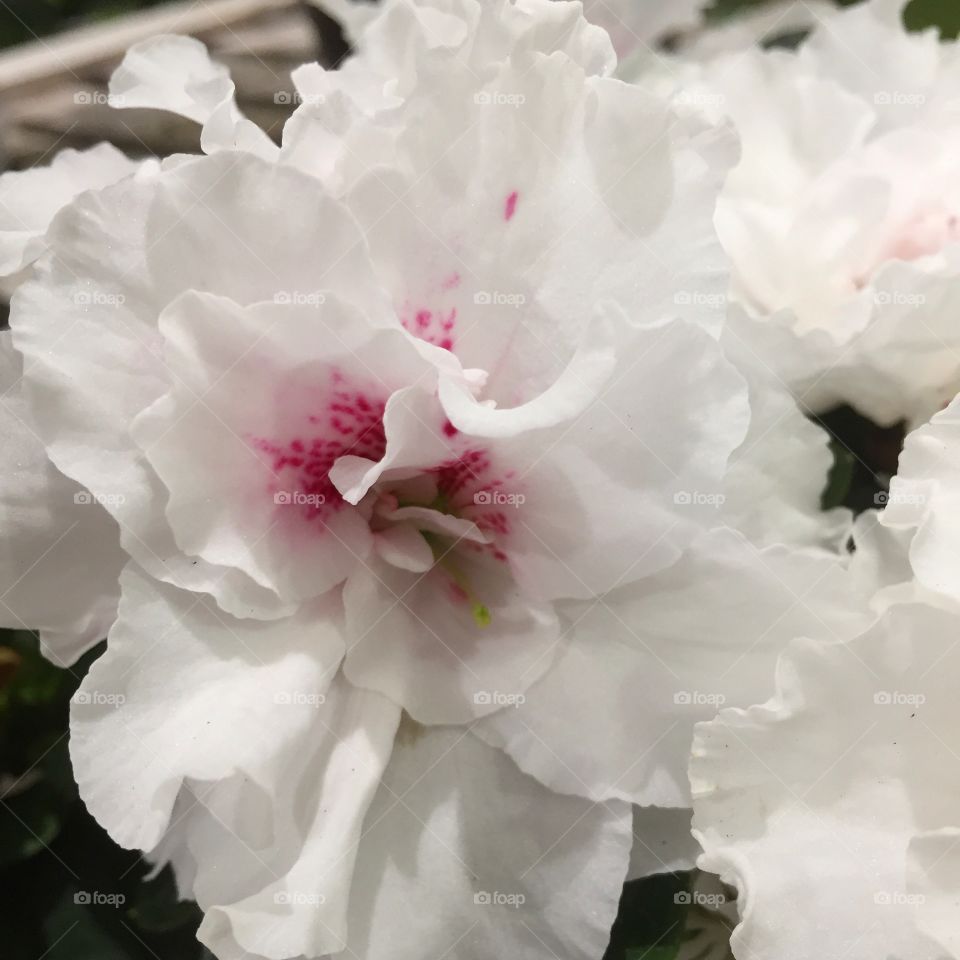 White flower in pink