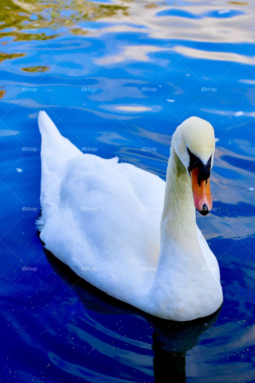 Swan on the lake at abbey park Leicster England 