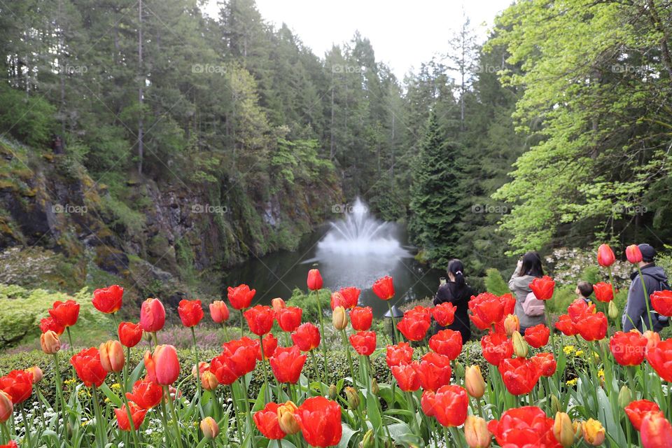 Lake and fountain surrounded with trees and flowers 