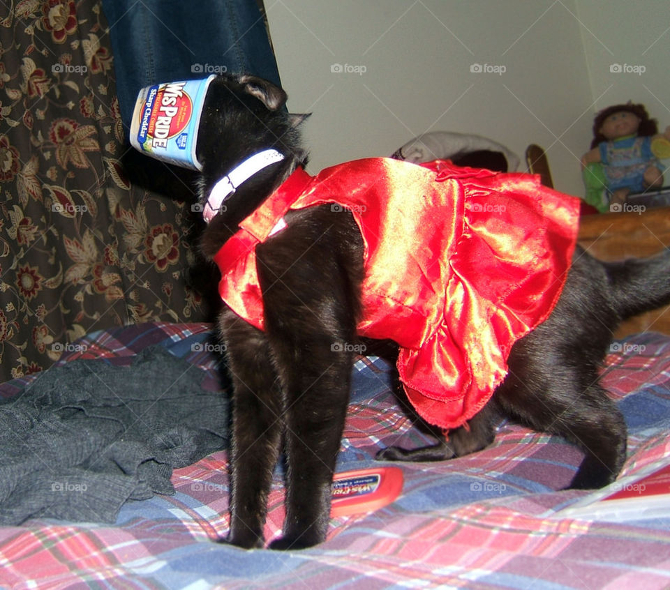 good to the last lick