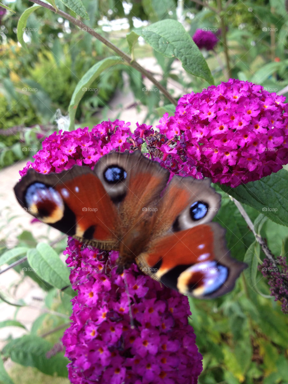 sweden flower purple butterfly by shec