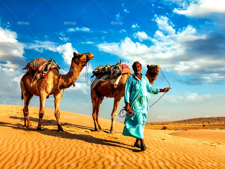 Rajasthan travel background - Indian cameleer (camel driver) with camels in dunes of Thar desert. Jaisalmer, Rajasthan, India - Image