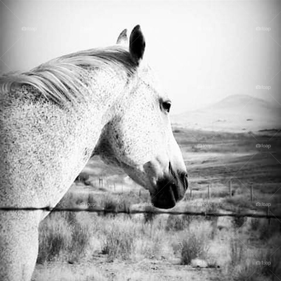 black and white image of white/grey horse