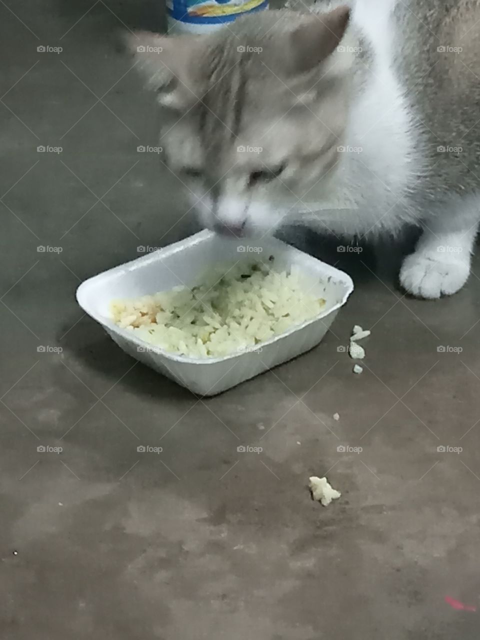 Cute cat eating