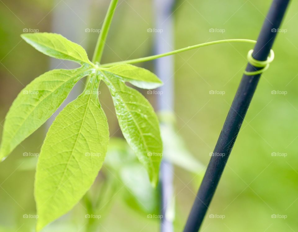 Vine reaching out to grab metal lattice 